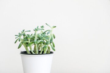 Fototapeta na wymiar Green sprawling stems and long leaves of a Sedum Griseum succulent house plant (also known as stonecrop) in a white pot, isolated against white background, on left of frame, copy space on right