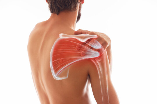 Man's shoulder pain, muscle and body structure. Human body view from behind isolated on white background.