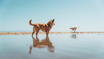 Small dog overlooking the horizon towards another dog at a dog beach with its reflection behind them