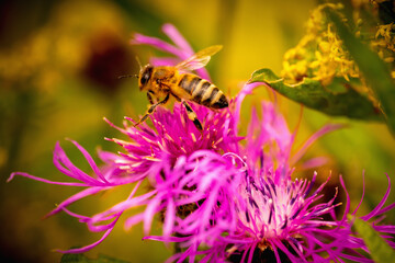 Bee looking for nectar of lavender flower. Close up. Selective focus.