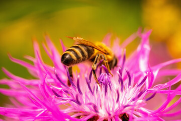 Close up honey bee pollinate flower in the summer meadow. Seasonal natural scene.