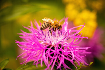 Honey bee pollinate flower in the summer meadow. Seasonal natural scene. Horizontal image.
