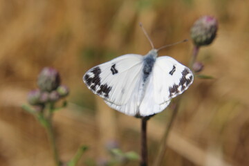 butterfly on a flower