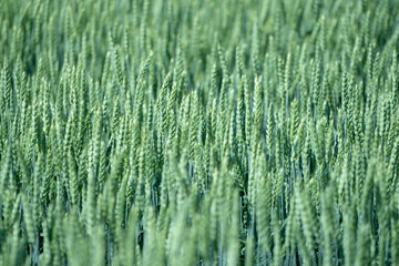 Wheat field. Rural landscape background. Rich harvest concept.