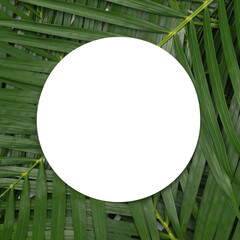 Tropical green palm leaves