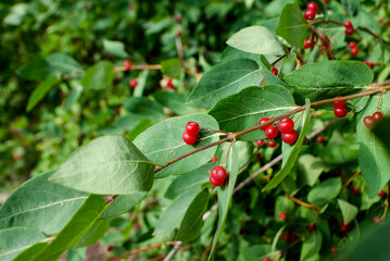Fototapeta premium Red fruits of a round shape of wolfberries on a branch with green leaves