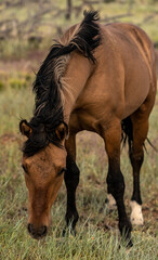 Wild Horse Grazes On Weatherill Mesa In Mesa Verde