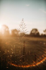 Vertical shot of a plant on a blurry sunset background © A + H Photo / Video/Wirestock Creators