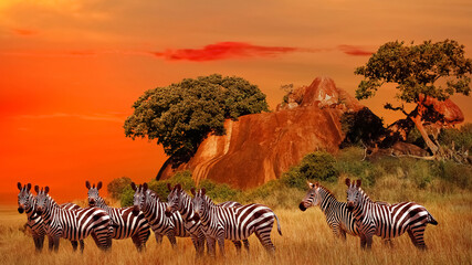 Serengeti National Park. Tanzania. Africa.  Zebras in the African savanna at sunset. - obrazy, fototapety, plakaty