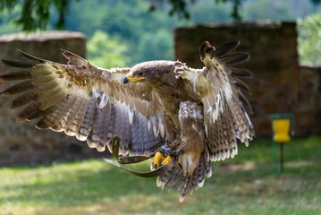 Closeup shot of a beautiful buzzard flying in the air