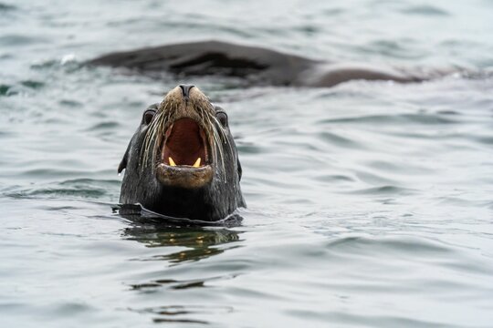 Closeup shot of a sea lion with its head out of the water calling to other sea lions