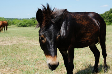 Mini mule portrait closeup during summer in Texas farm field.