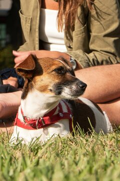 Jack Russell Terrier dog sitting on a grass with people