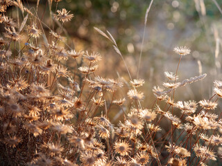 scenic shot of many dried flowers on a natural unfocused background