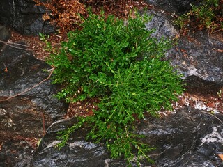 Buxus microphylla in the park