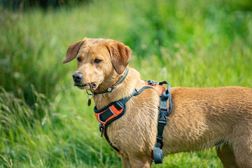 Closeup of a dog in a harness with green grass blurred in the background