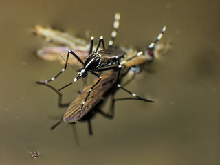 close-up of mosquito on water surface