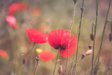 Mohn
