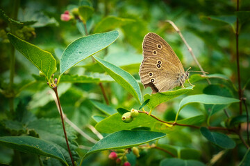 Schmetterling - Falter - Pflanze  - Wildlife - Makro