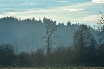Scenic view of bare trees against a forest on a foggy day in Abbotsford BC, Canada