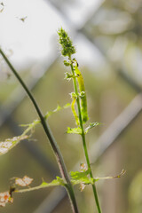 Green worm or caterpillar eating leaves of ornamental aromatic plant, mint, spearmint. Pot at home. Vertical.