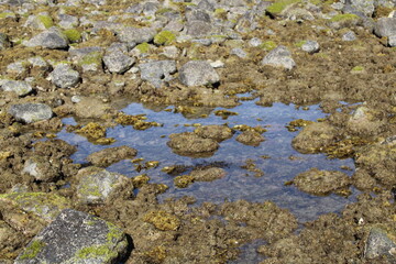 Beach nature, seashell, seaweeds