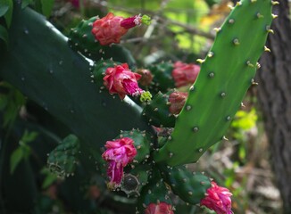 Closeup of a Opuntia cochenillifera cactus in a garden on a sunny day