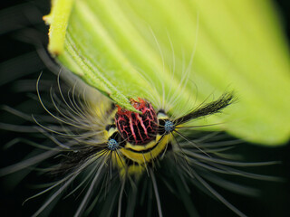 close-up of yellow hairy caterpillar on leaf