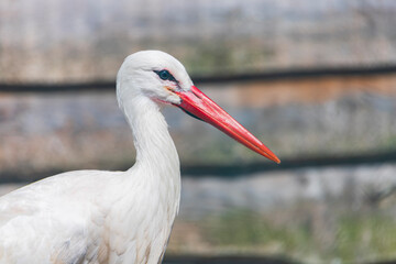 The white stork is a large bird in the stork family, Ciconiidae. 