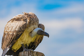 The griffon vulture is a large Old World vulture in the bird of prey family Accipitridae