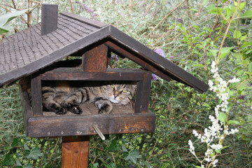 Hauskatze im Vogelhaus / Domestic Cat in Aviary/ Felis domestica.