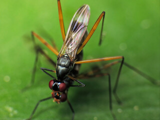 close-up of wasp bee mating on leaf