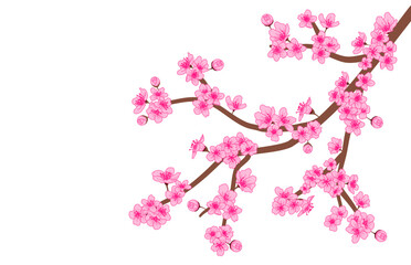 Sakura Flower. Cherry Blossom branch. vector illustration.