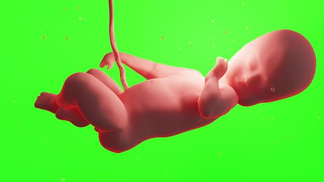 3d rendered medically accurate Human fetus inside the womb, Baby, Green background