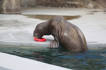 Trained walrus in the zoo by the water