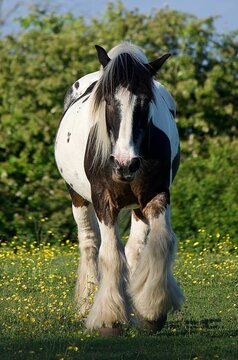 White and brown tinker horse walking in the field