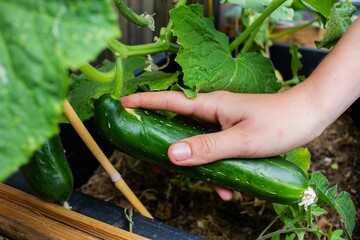 cucumber on plant with leaves and hand