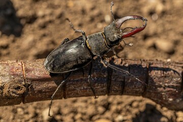 Outdoor Macro Of An Stag-Beetle
