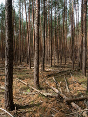 Klimawandel - Trockenheit - Kiefernwald - Waldbrandgefahr