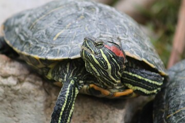 Closeup shot of a pond slider (Trachemys scripta)