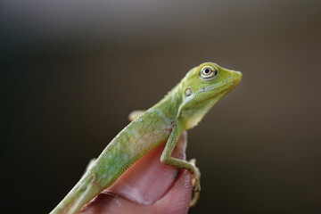 close-up of chameleon on leaf