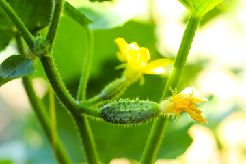 Close-up of small young tasty green fresh gherkin cucumber growing in vegetable garden farm greenhouse on bright sunny summer or spring day. 