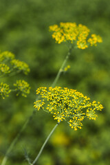 Dill flowers blooming in the garden.