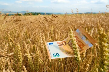 Fifty euro banknote on wheat ears, agriculture business concept