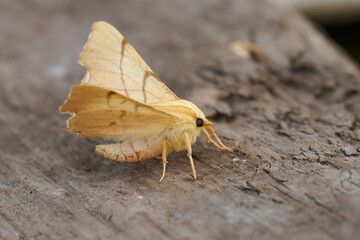 Closeup on a yellow September thorn geometer moth, Ennomos erosariasiting with open wings