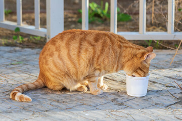 Homeless ginger cat drink water from plastic case