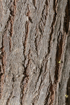Vertical gray bark background
