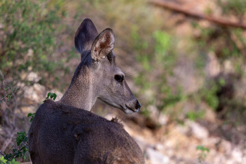 Male Coues whitetail deer, Odocoileus virginianus couesi, a young buck with velvet on his antlers foraging for food in the Sonoran Desert north of Tucson, Arizona, USA.