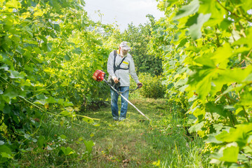 Gardener mows the grass on the garden path with a trimmer. The farmer takes care of the vineyard...