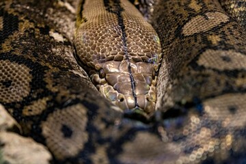 Closeup of a long snake - giant Reticulated Python. Quietly asleep, curled into a ring under sun